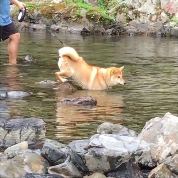 ライオンキングワンコ