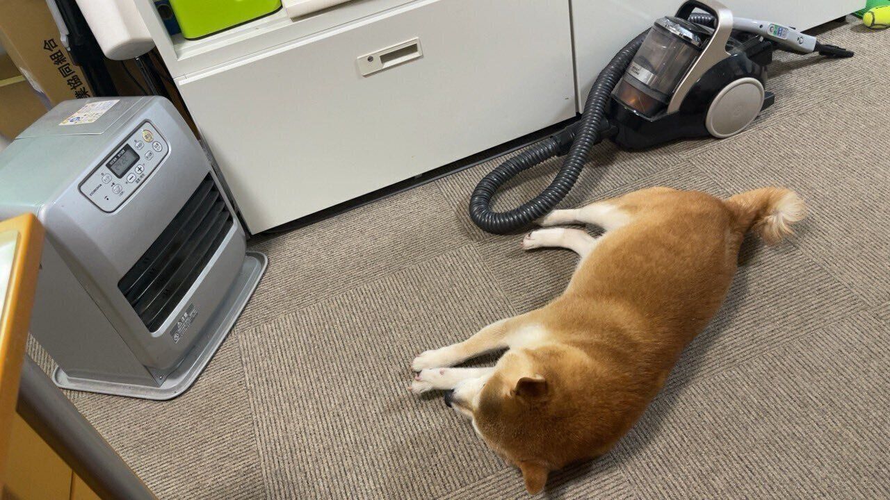 ストーブの前を陣取るたまじろうくん