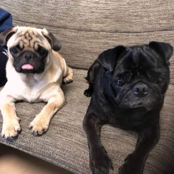 2匹で伏せ♡こたろうくん