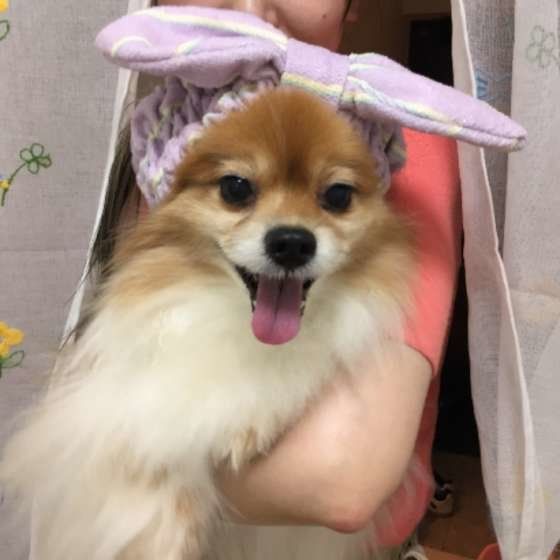 抱っこされるパピヨン