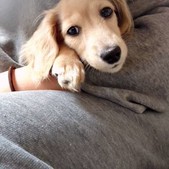 獣医師監修 犬にさつまいもはok アレルギーの有無や注意点とは いぬのきもちweb Magazine