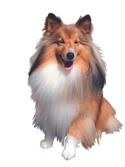 若いころの被毛