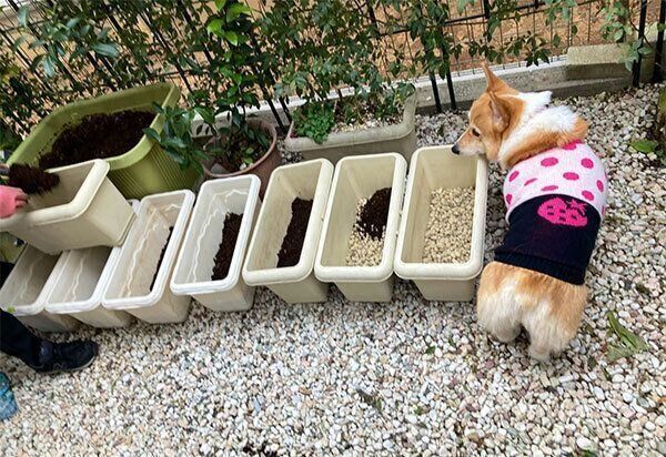 庭に出るベルちゃん