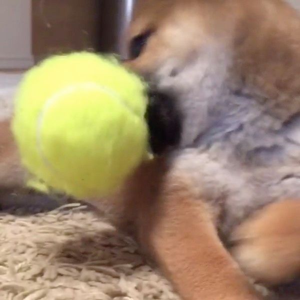 ボールで遊ぶ柴犬