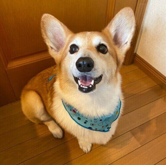 笑顔のウェルシュ・コーギー・ペンブローク