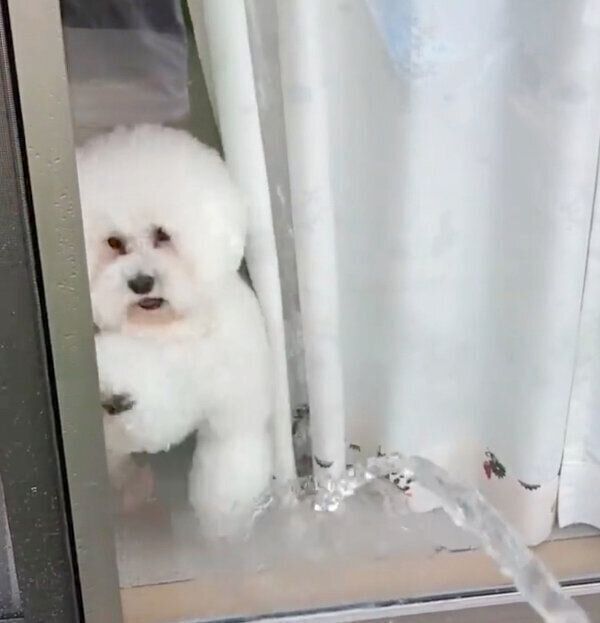 水に反応するしらすくん