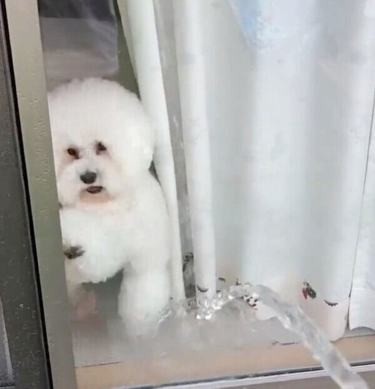 真顔で一心不乱 水に対抗し 高速カキカキ する犬の本気度がスゴい 笑 いぬのきもちweb Magazine 真顔で一心不乱 水に対抗し 高速カキカキ する犬の本気度がスゴい 笑 いぬのきもちweb Magazine