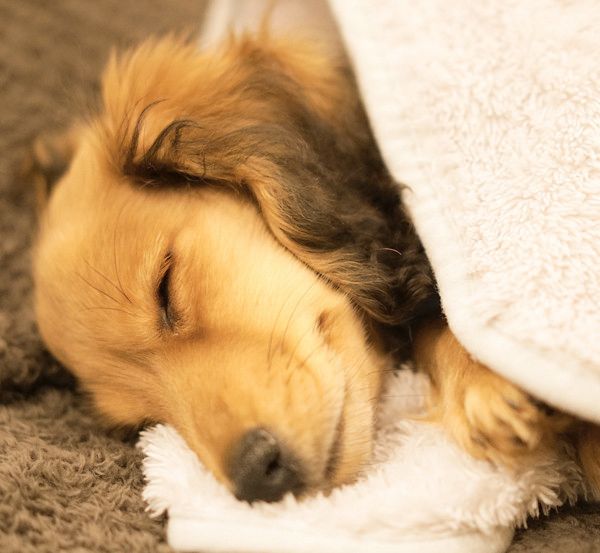 疲れて寝落ちしちゃうミニチュア・ダックスフンド