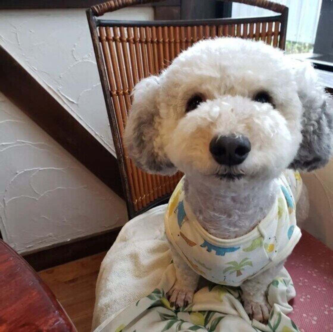 犬が ガツガツ 早食いをするリスク いぬのきもちweb Magazine 犬が ガツガツ 早食いをするリスク いぬのきもちweb Magazine
