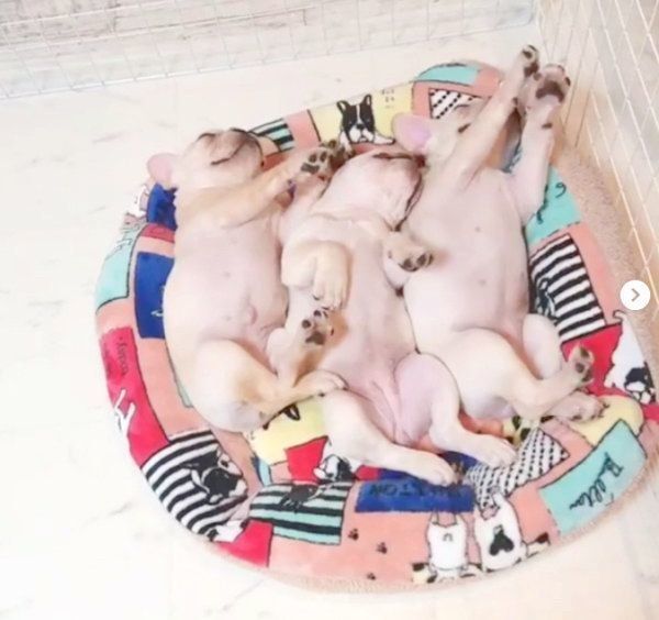 寄り添って眠るリブちゃん、ツブちゃん、ラブちゃん