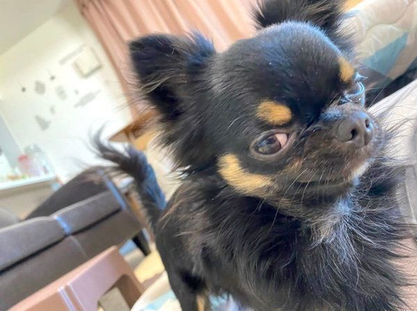 不敵な笑みを浮かべるちくわちゃん