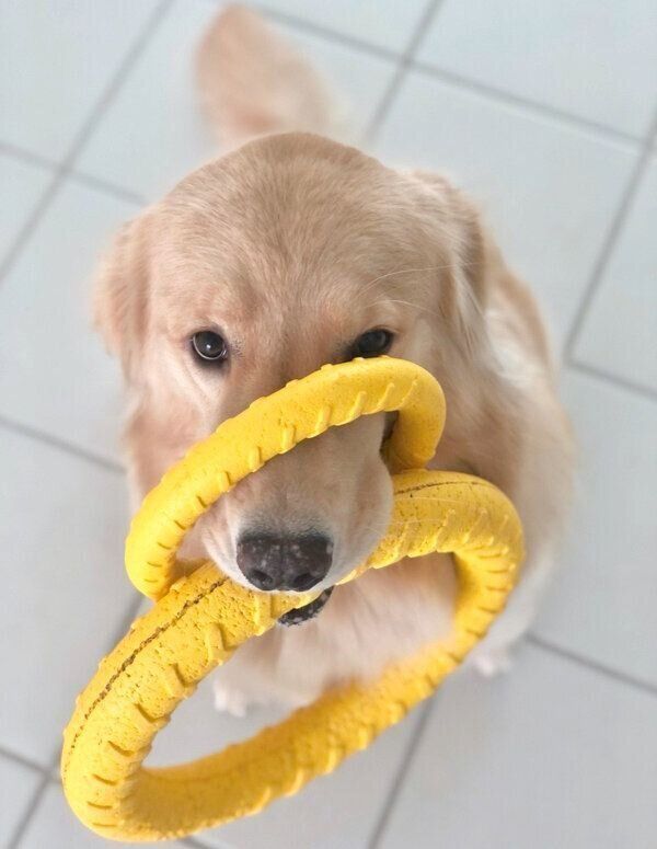 オモチャを咥えるよつばちゃん