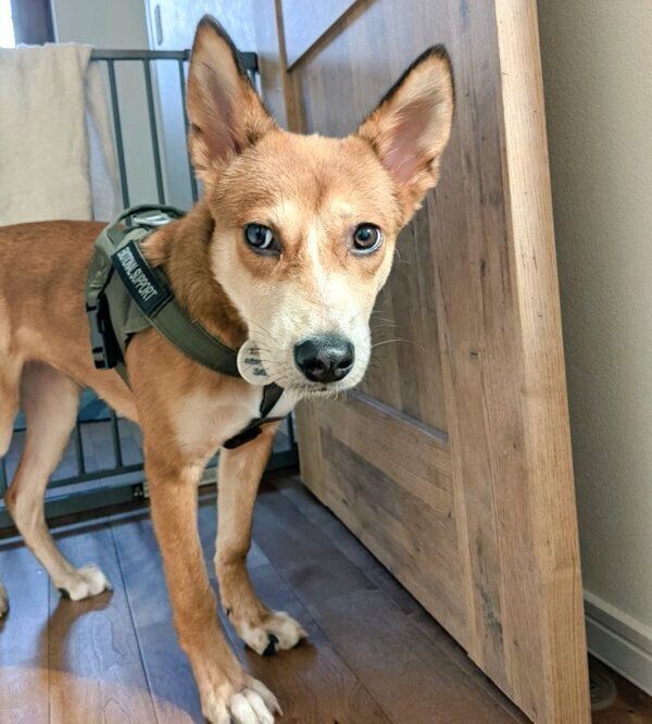 お散歩待ちのカンタくん