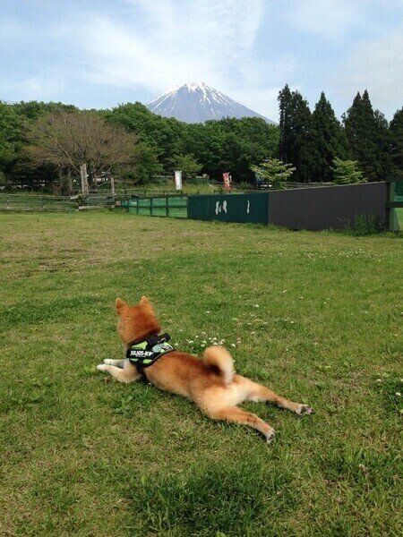 柴犬のえる太くん