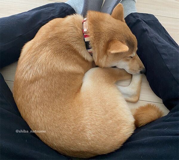 眠るなつめちゃん