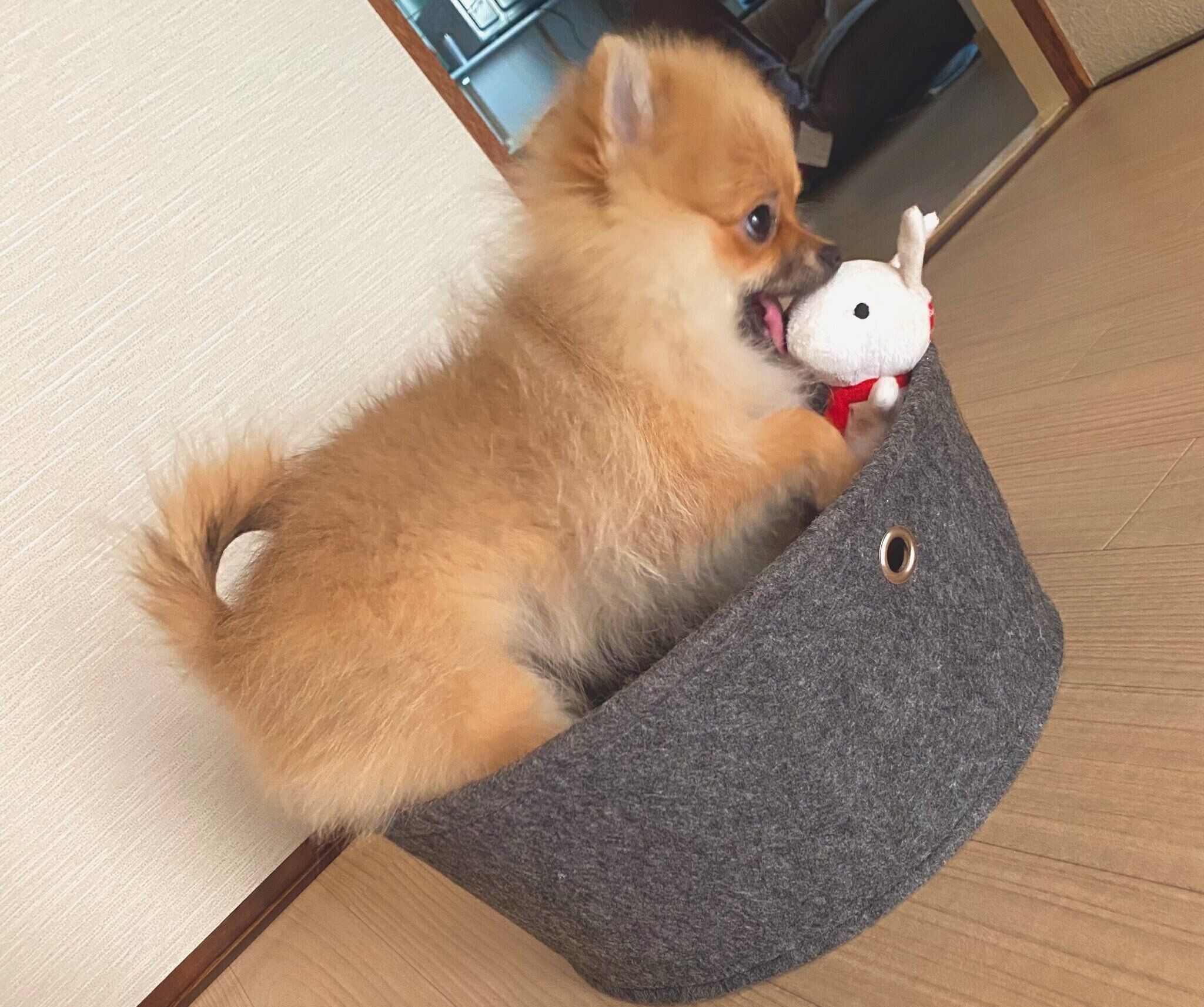 生後5カ月のころに撮影したぽんずちゃん