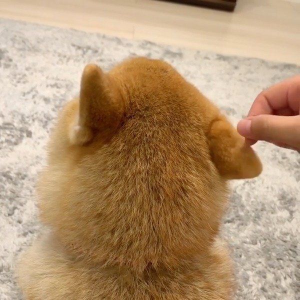 撫で撫でアンテナを持つ柴犬