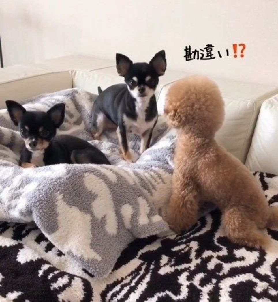 ヒマチーをお姉ちゃん達が持っていると思い込みおねだりする犬 いぬのきもちweb Magazine ヒマチーをお姉ちゃん達が持っていると思い込みおねだりする犬 いぬのきもちweb Magazine