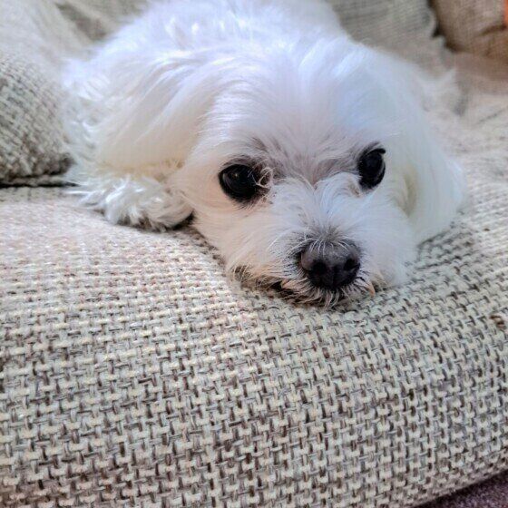 マルチーズのハクくん