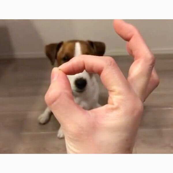 飼い主さんの手を見つめるまめたくん