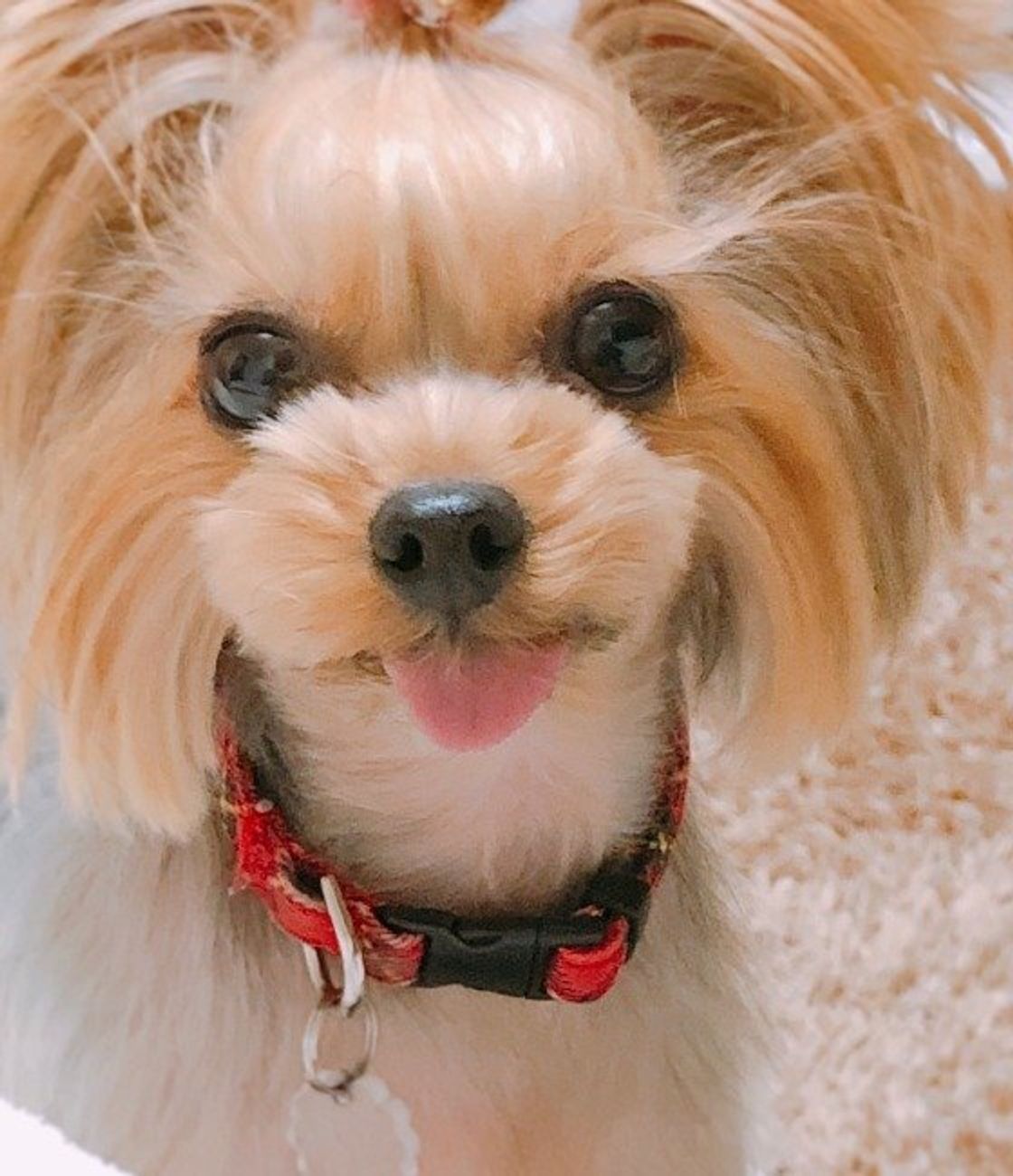 パーツごとに理由が違う 犬が飼い主さんをなめるワケ いぬのきもちweb Magazine パーツごとに理由が違う 犬が飼い主さんをなめるワケ いぬのきもちweb Magazine