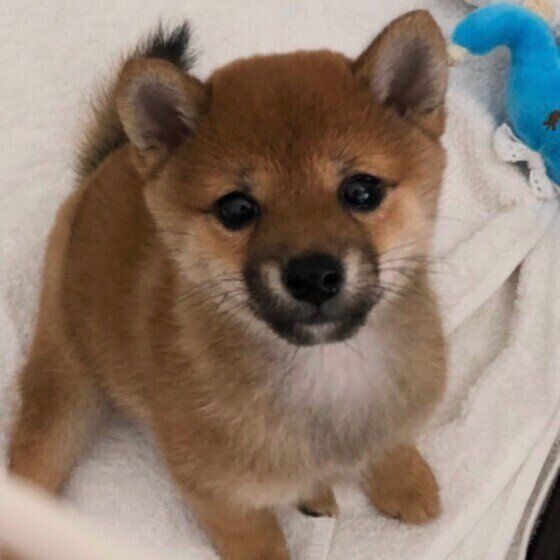 見つめるはなちゃん（柴）