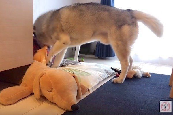 おもちゃの鶏に驚くシベリアン・ハスキー