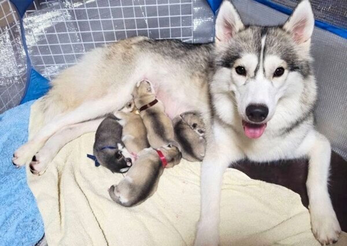 毎日が驚きの連続 5頭のハスキー子犬誕生から約2カ月 成長の様子が微笑ましい いぬのきもちweb Magazine 毎日が驚きの連続 5頭のハスキー子犬誕生から約2カ月 成長の様子が微笑ましい いぬのきもちweb Magazine