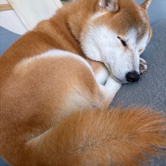 丸まって寝る柴犬