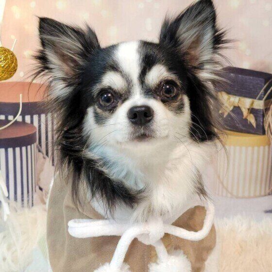 カメラ目線のチワワそらくん