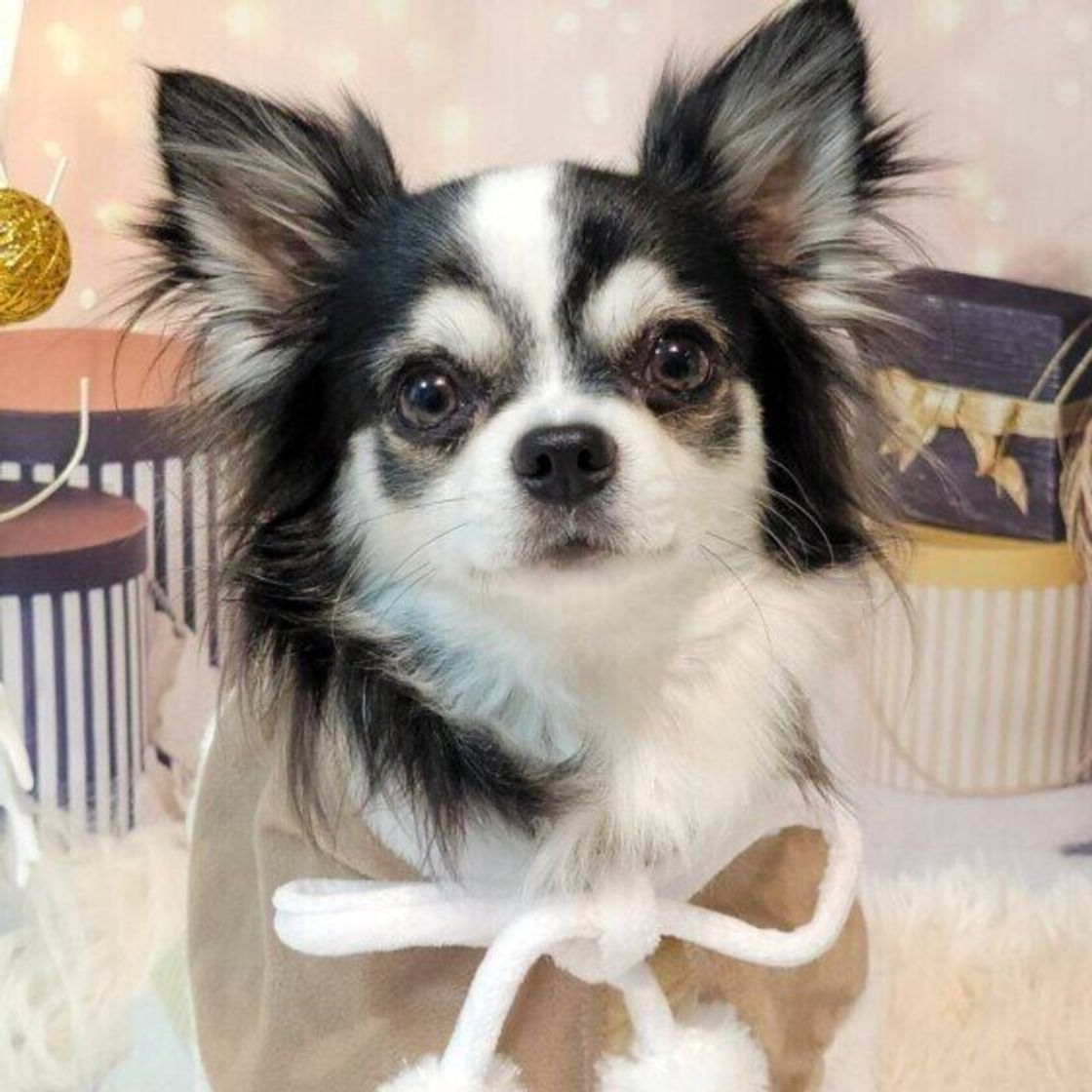 フンッと鼻を鳴らすのはなぜ 愛犬のしぐさからわかる意外な気持ち いぬのきもちweb Magazine フンッと鼻を鳴らすのはなぜ 愛犬のしぐさからわかる意外な気持ち いぬのきもちweb Magazine