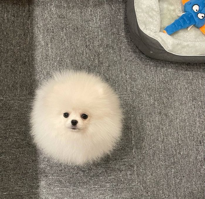 まんまるなちょむちゃん