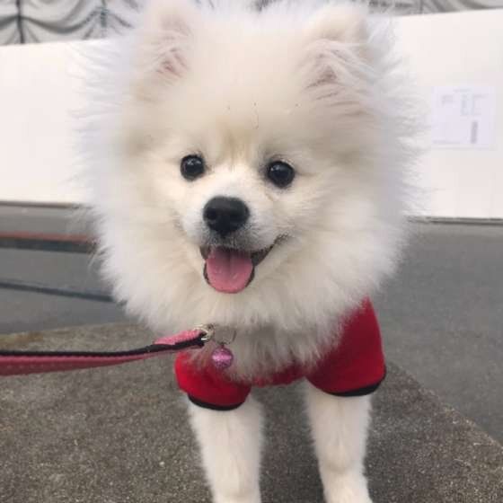 笑うポメラニアン