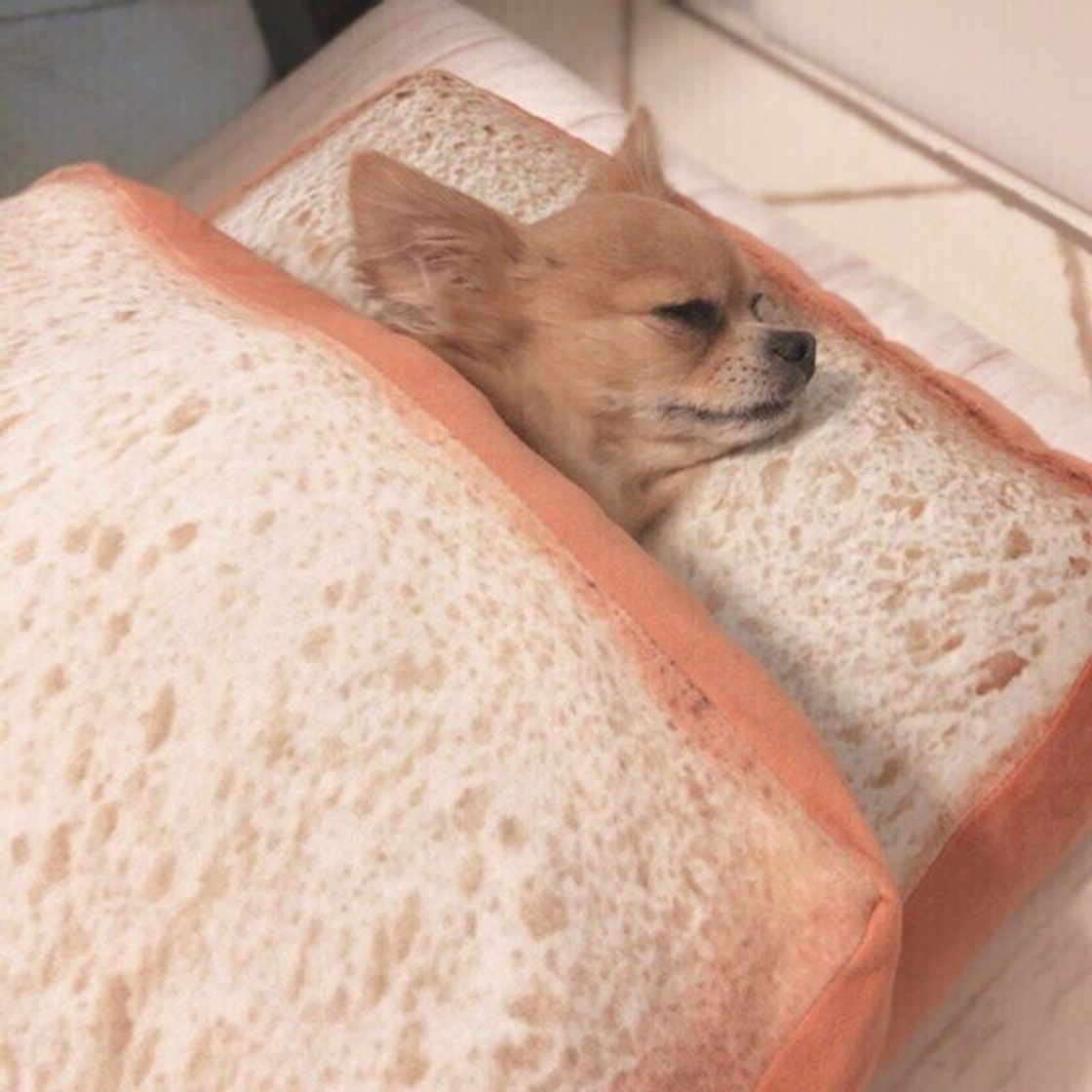 冬になると犬の 睡眠時間 が増える 冬の睡眠時の注意点とは いぬのきもちweb Magazine 冬になると犬の 睡眠時間 が増える 冬の睡眠時の注意点とは いぬのきもちweb Magazine