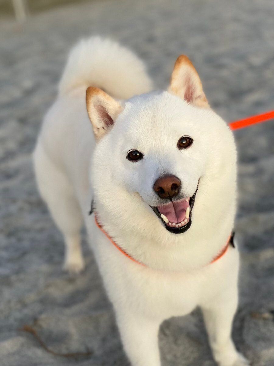 見つめるラッちゃん