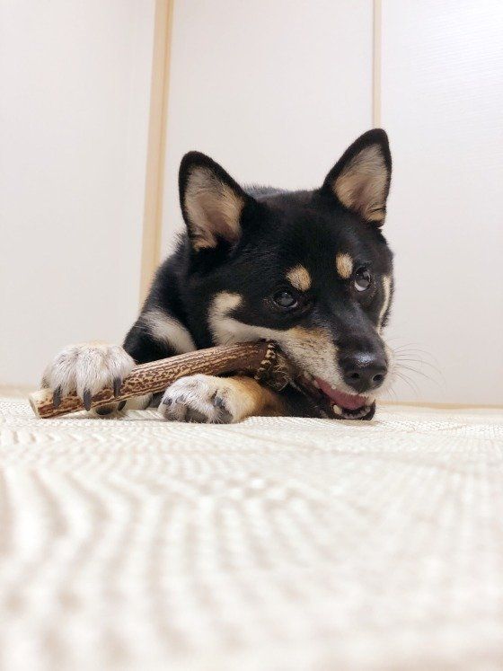 おやつをかじる柴犬