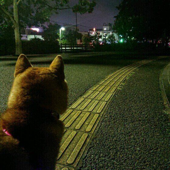 散歩する柴犬