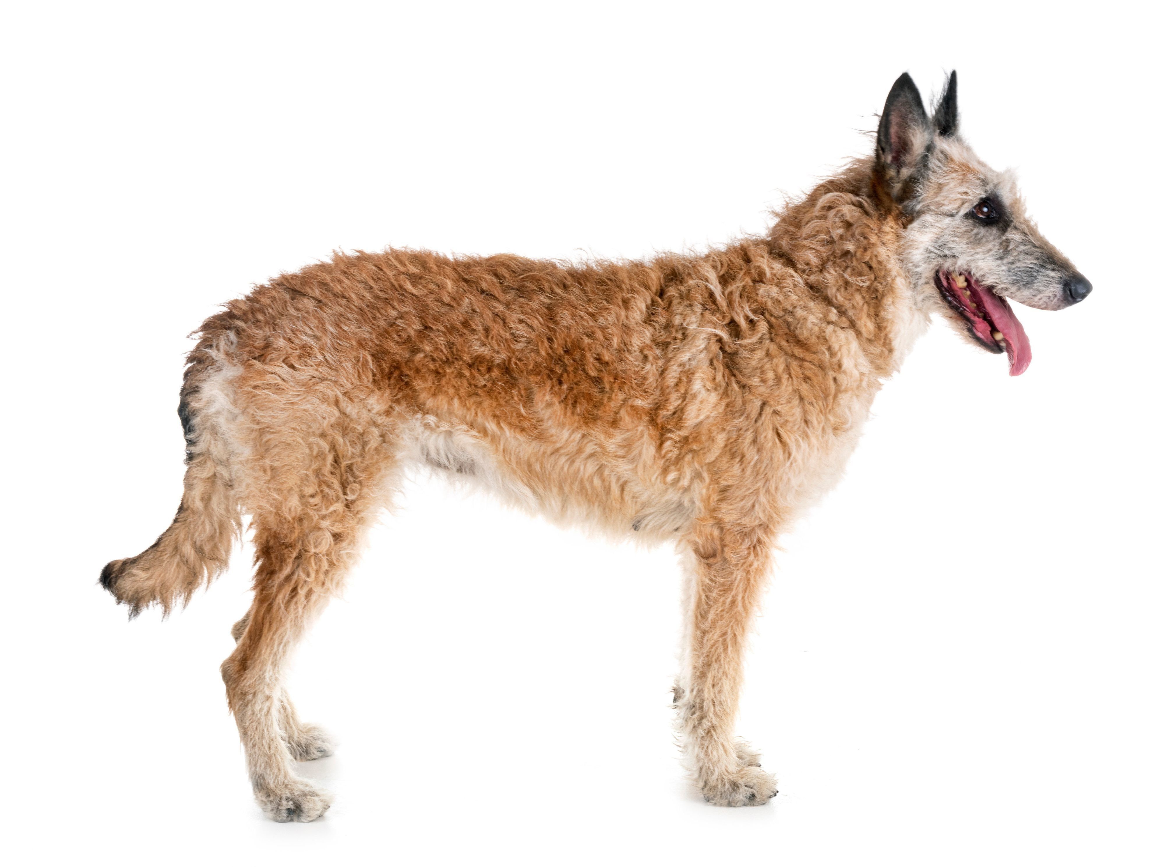 ベルジアン・シェパード・ドッグ・ラケノア