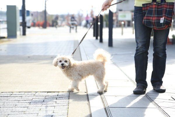 吠えない犬育成計画 要求吠えを未然に防ぐコツ いぬのきもちweb Magazine