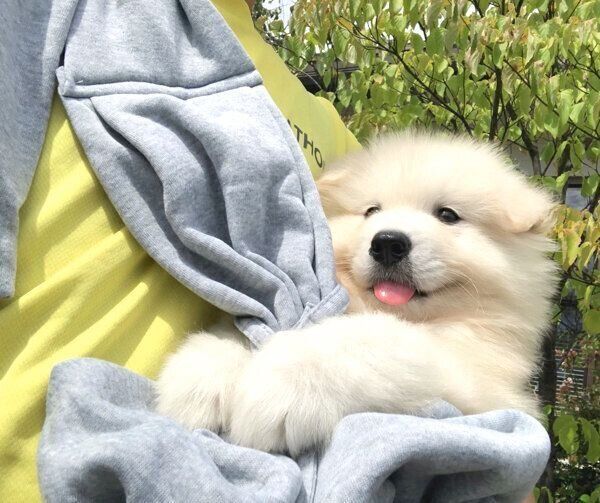 お迎えした頃のサニーちゃん