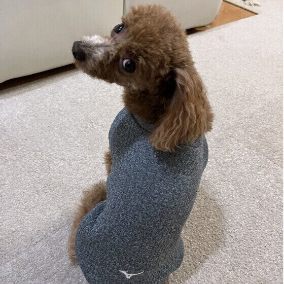 トイ・プードルの花ちゃん