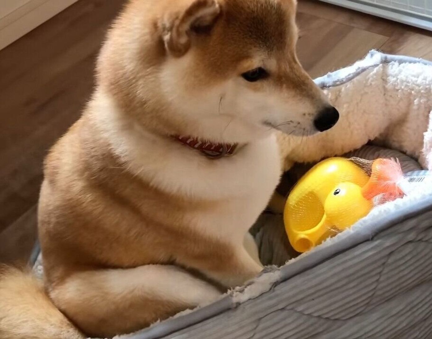 弟くんのおもちゃを気に入ってしまった柴犬 大事にくわえてはなさない いぬのきもちweb Magazine 弟くんのおもちゃを気に入ってしまった柴犬 大事にくわえてはなさない いぬのきもちweb Magazine