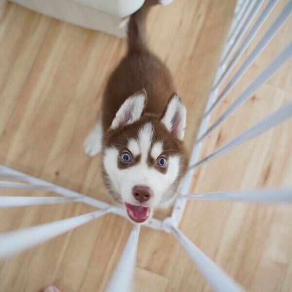 生後2カ月の大吉くん