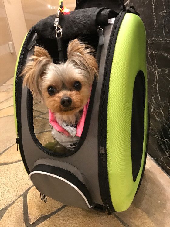 これからお散歩に行くよ！