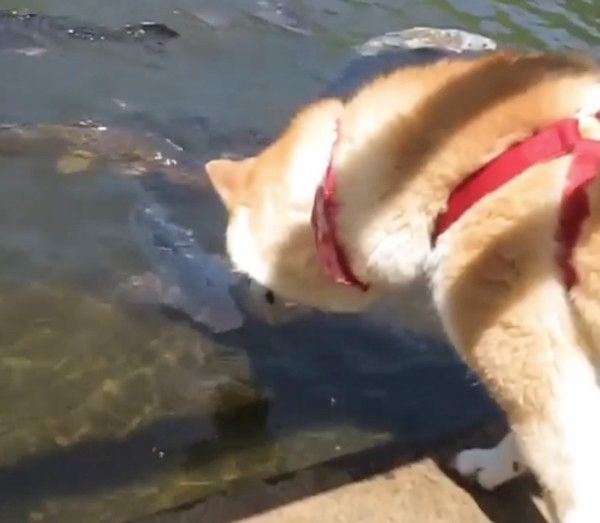 池の鯉にビビる柴犬