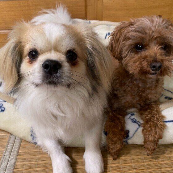 この人大好き！犬が一緒にいたい人の特徴4つ いぬのきもち