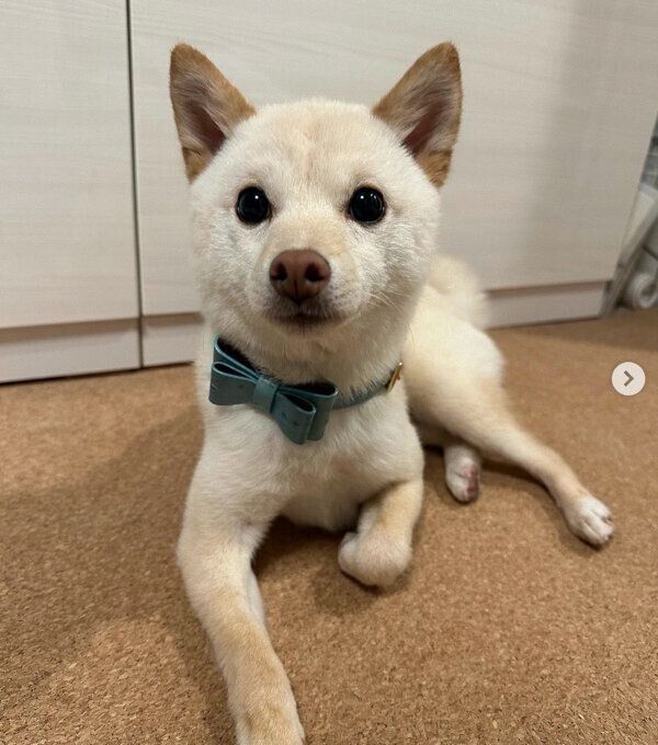 見つめるボスくん