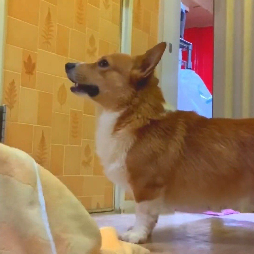 もう行くんだから！アピールのコナン君