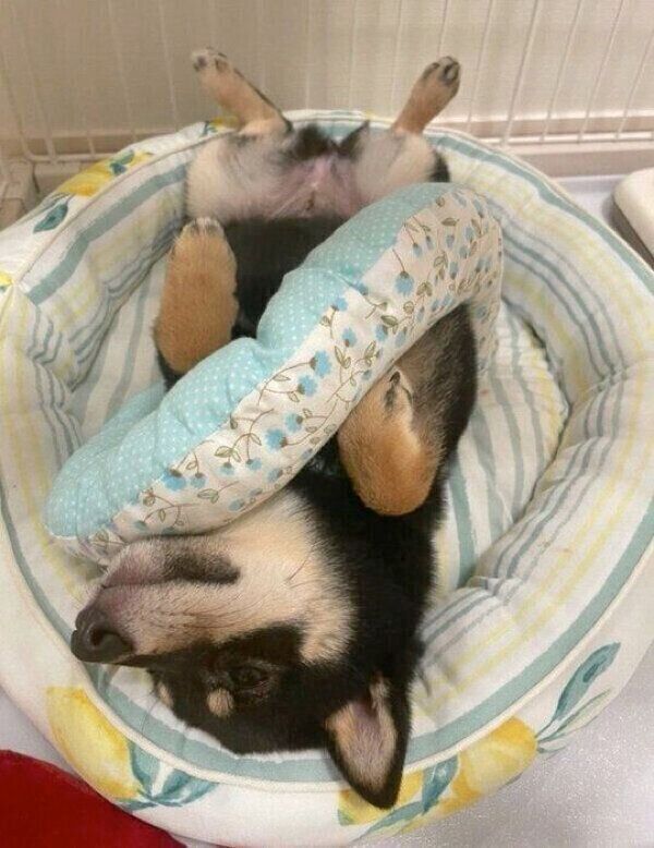 ヘソ天するごまちゃん