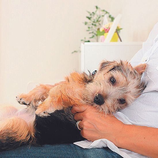 慣れたらおなかまわりなども触れてみて。全身を触れるようになると、スキンシップを兼ねた健康チェックもできるように